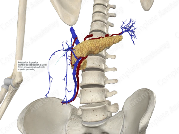 Posterior Superior Pancreaticoduodenal Vein