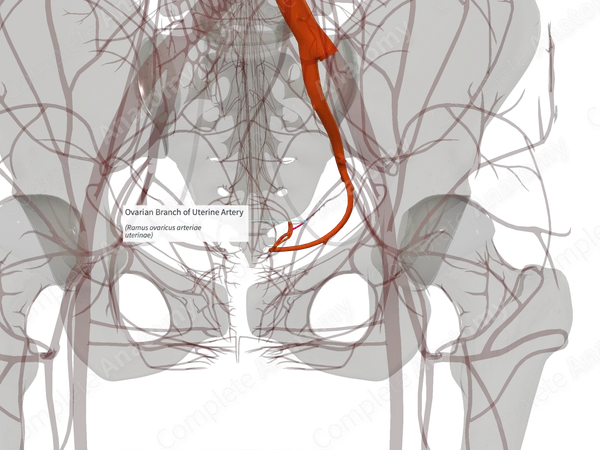 Ovarian Branch of Uterine Artery (Left)