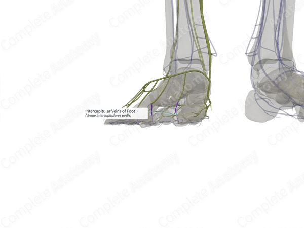 Intercapitular Veins of Foot (Left)