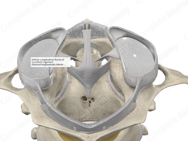 Inferior Longitudinal Bands of Cruciform Ligament