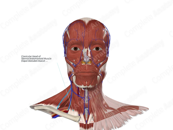 Clavicular Head of Sternocleidomastoid Muscle 
