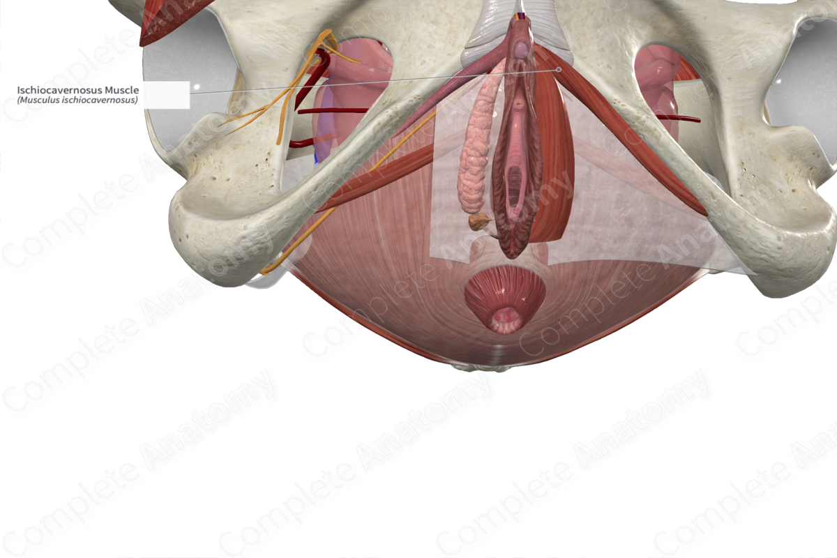 Ischiocavernosus Muscle 