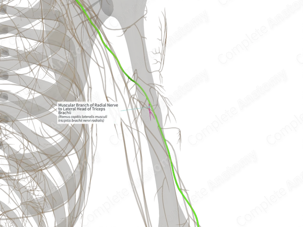 Muscular Branch of Radial Nerve to Lateral Head of Triceps Brachii (Right)