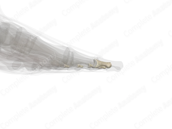 Distal Phalanges of Foot (Left)