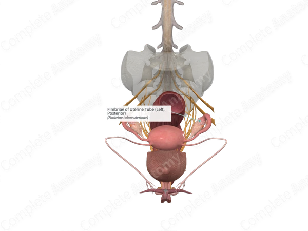 Fimbriae of Uterine Tube (Left; Posterior)