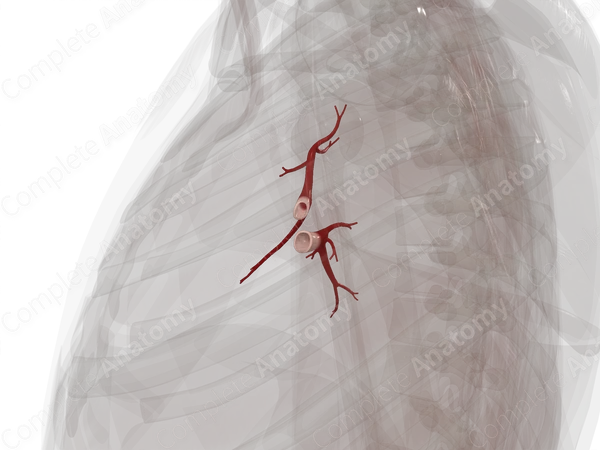 Pulmonary Veins of Right Lung