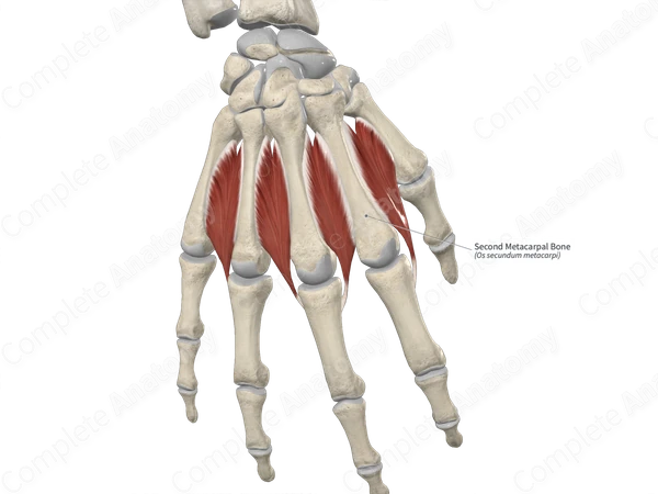 Second Metacarpal Bone