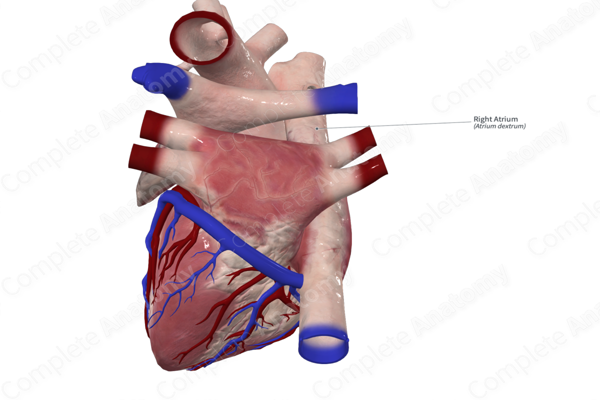 Right Atrium