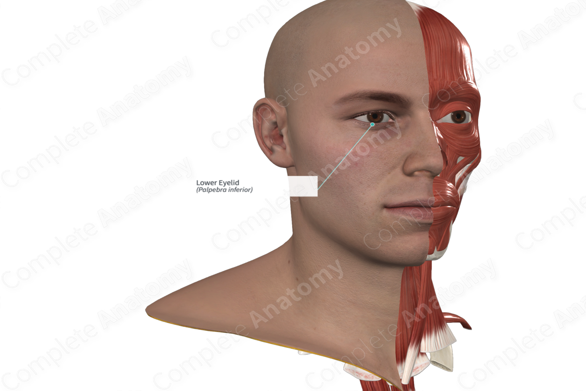 Lower Eyelid | Complete Anatomy