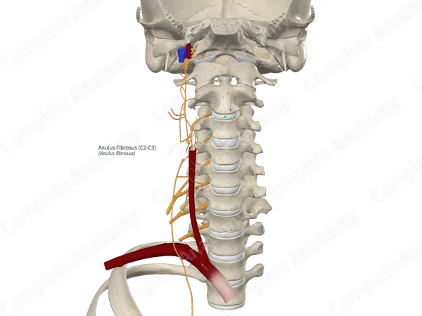 Anulus Fibrosus (C2-C3)