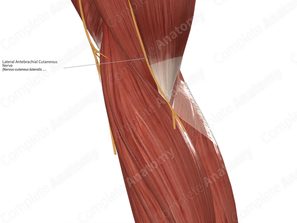Lateral Antebrachial Cutaneous Nerve