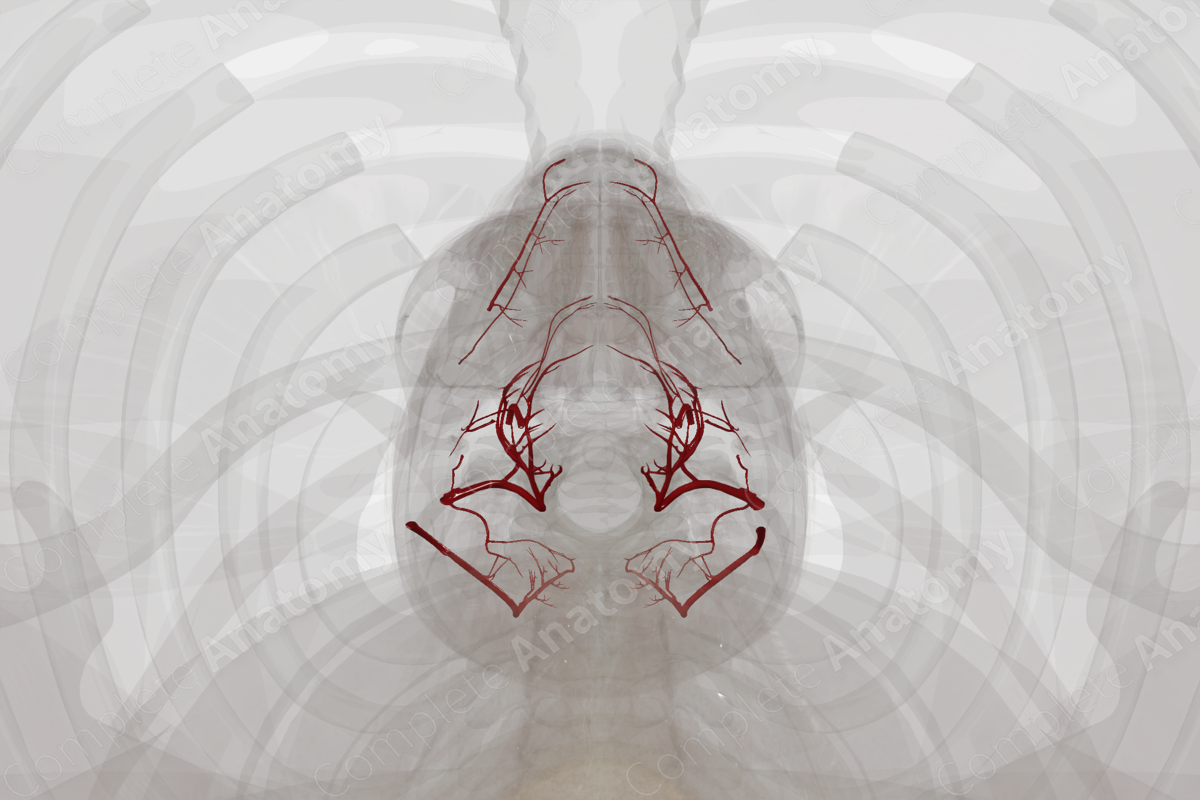 Arteries of Neck