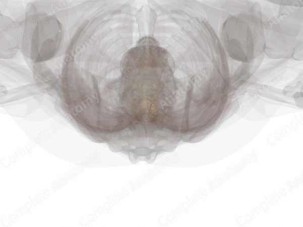 Anterior Roots of Thoracic Nerves (Left)