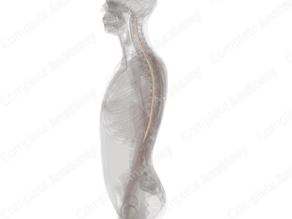 Spinal Pia