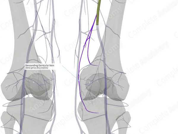 Descending Genicular Vein (Right)