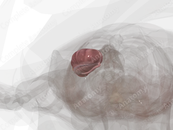 Cecum