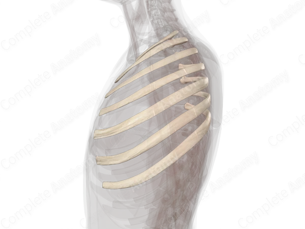True Ribs (Left)
