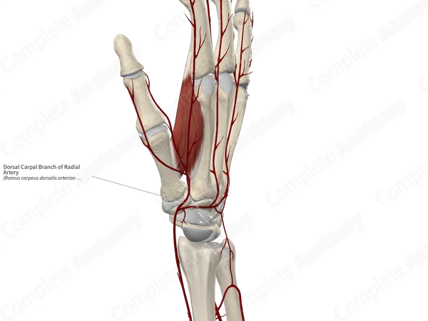 Dorsal Carpal Branch of Radial Artery