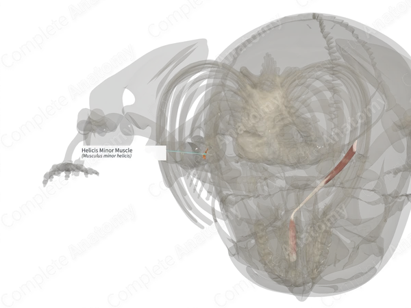 Helicis Minor Muscle (Right)