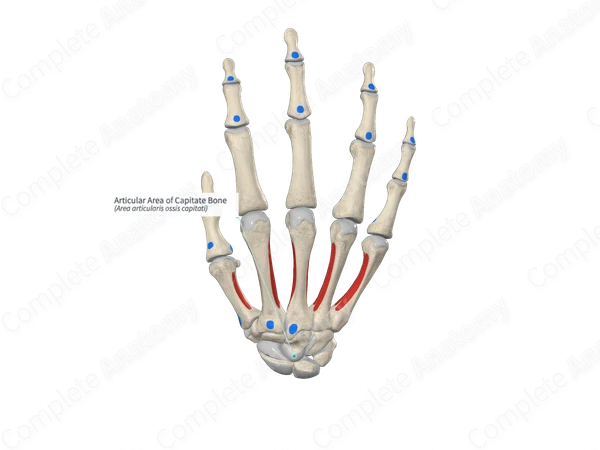 Articular Area of Capitate Bone