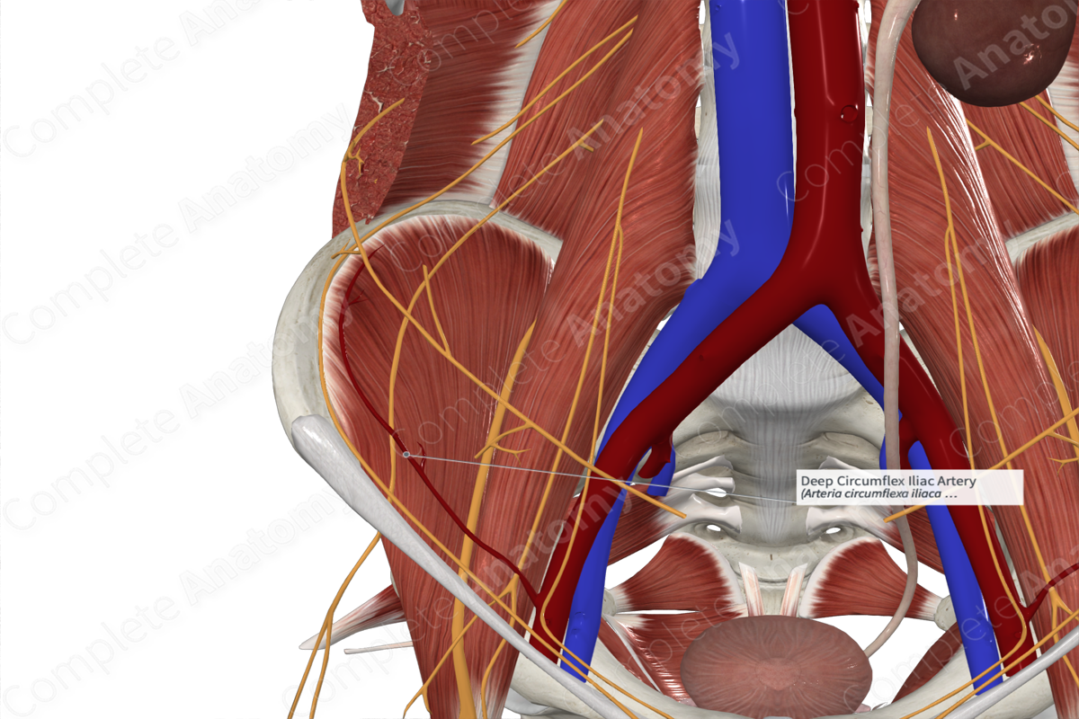Deep Circumflex Iliac Artery 