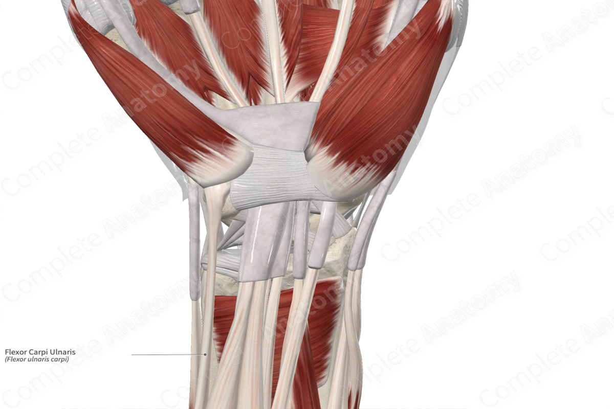 Flexor Carpi Ulnaris | Complete Anatomy