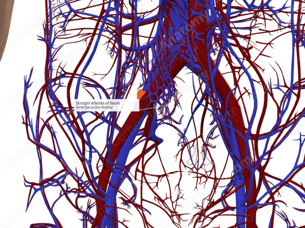 Straight Arteries of Ileum