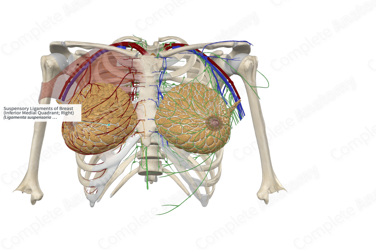 Suspensory Ligaments of Breast (Inferior Medial Quadrant; Left)