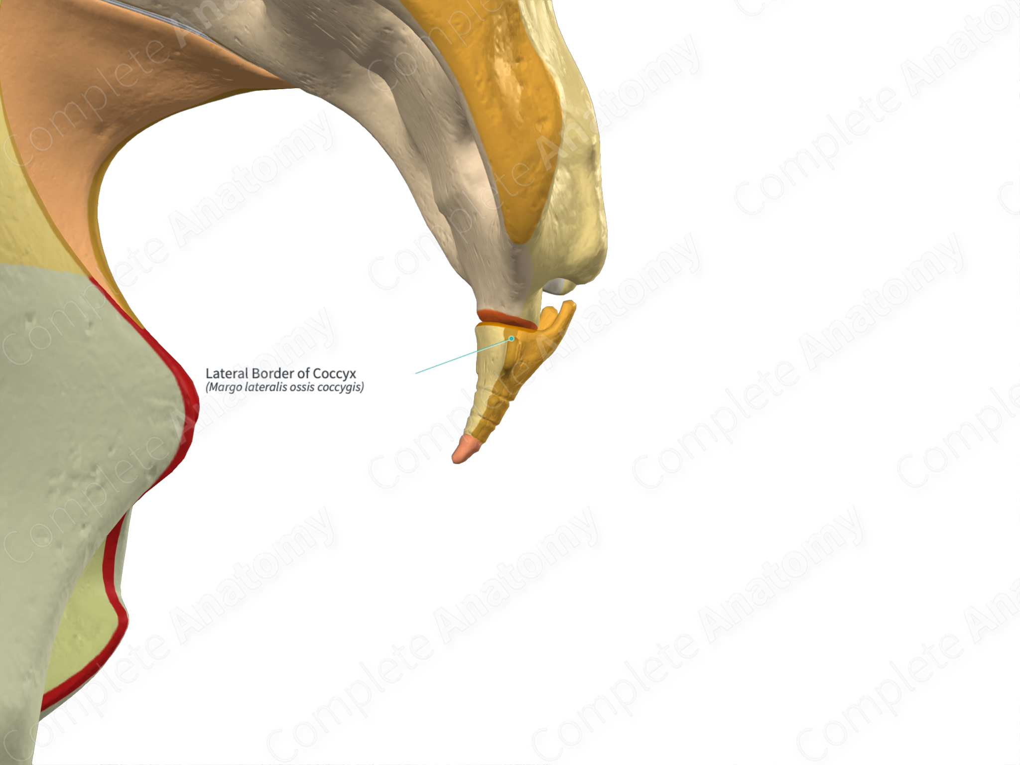 Lateral Border Of Coccyx (right) 