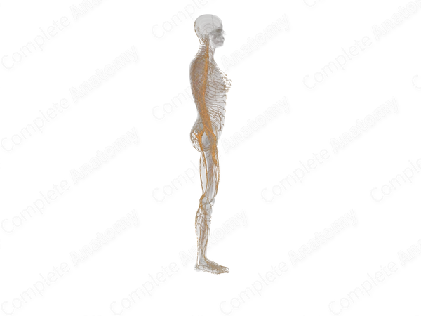 Spinal Nerves