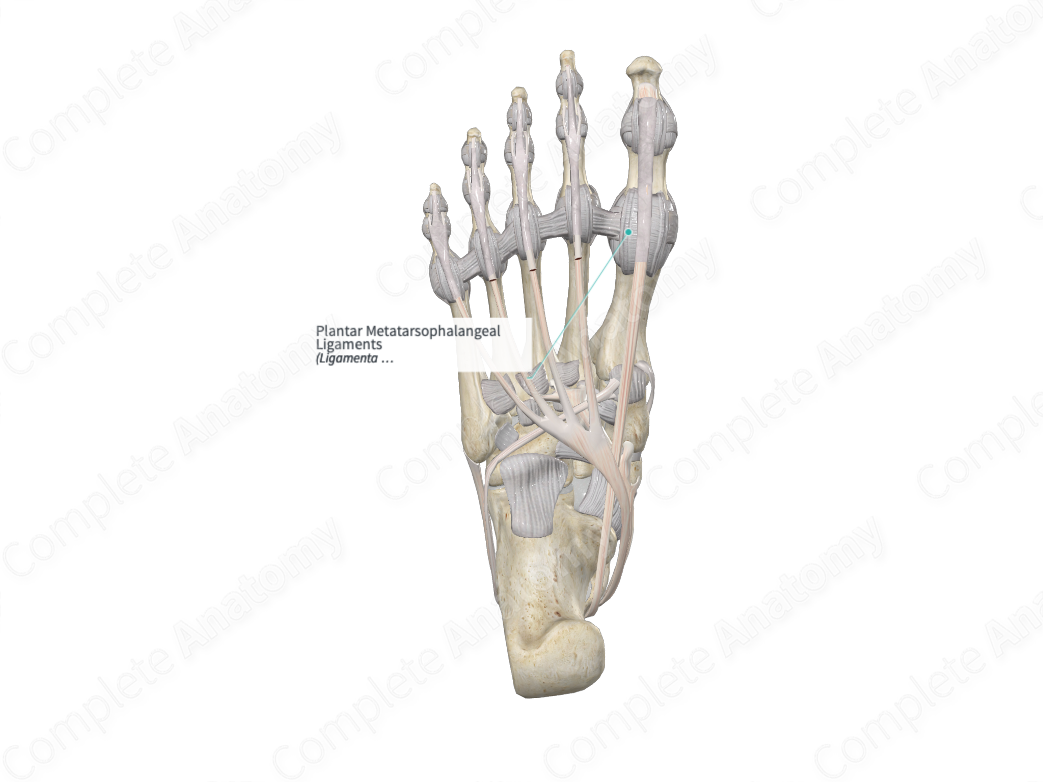 Plantar Metatarsophalangeal Ligaments | Complete Anatomy