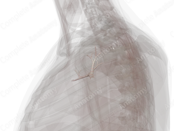 Bronchi of Superior Lobe of Right Lung