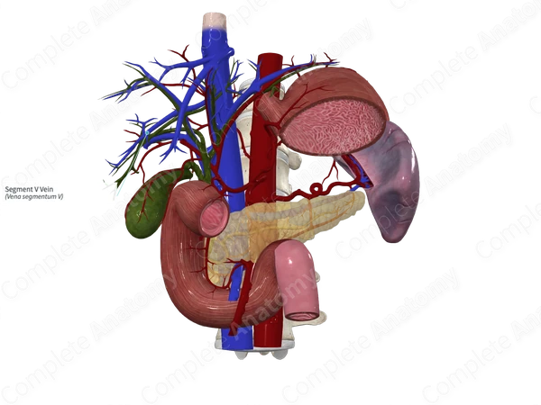 Segment V Vein