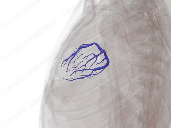 Cardiac Veins