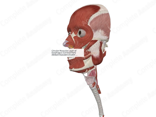 Circular Muscular Layer of Esophagus (Cervical Part)