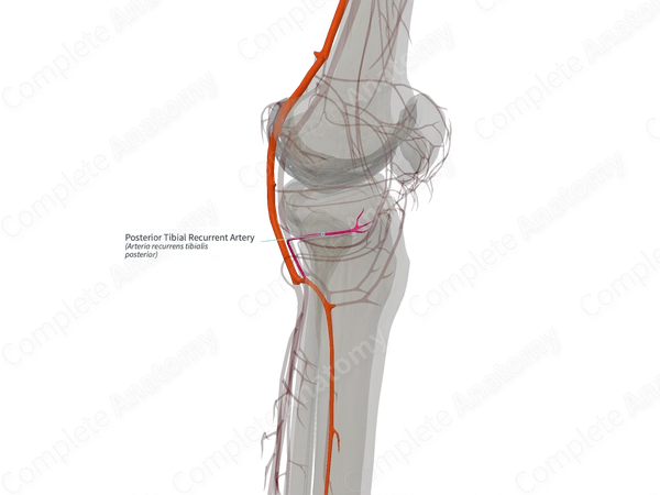 Posterior Tibial Recurrent Artery (Left)