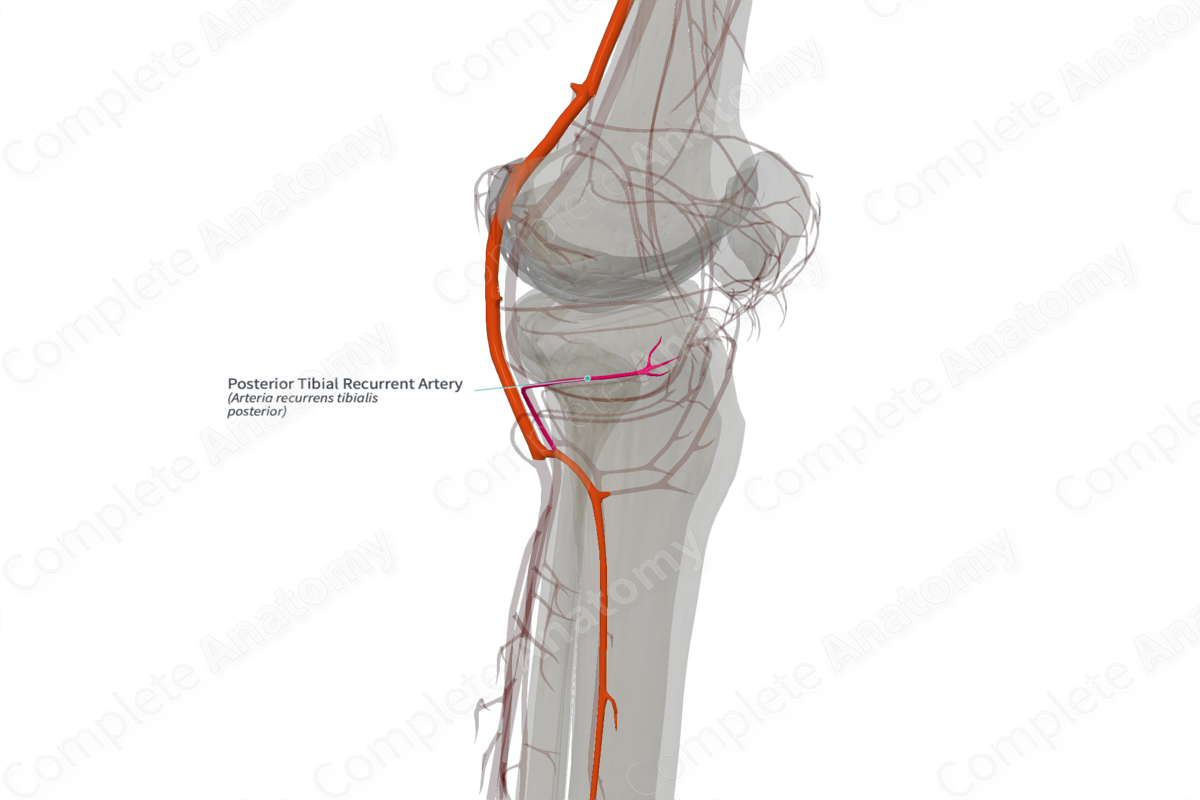 Posterior Tibial Recurrent Artery (Left)