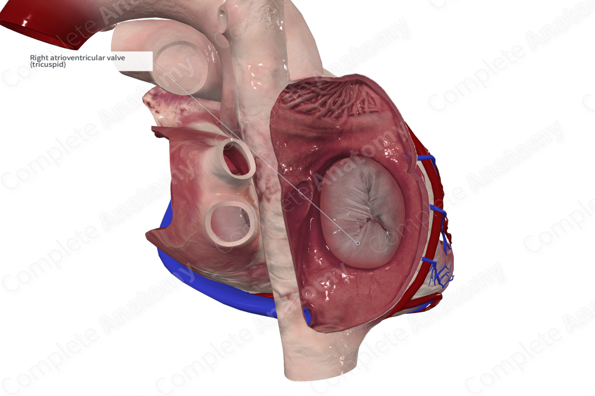 Inferior Leaflet of Right Atrioventricular Valve