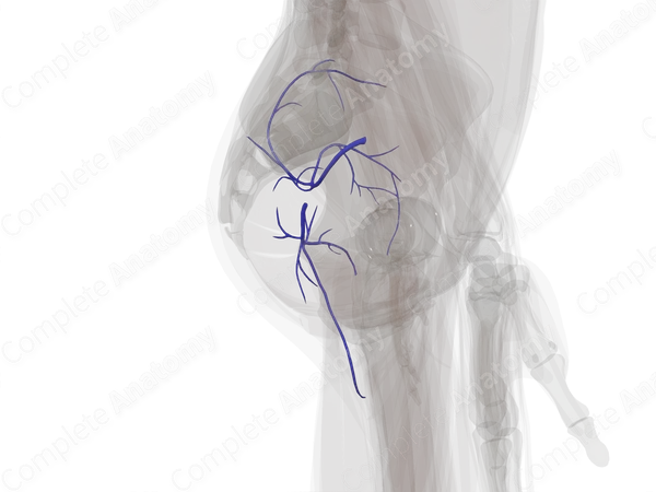 Veins of Gluteal Region (Left)