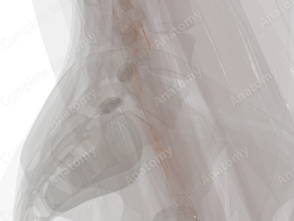 Muscular Branches of Radial Nerve (Forearm; Left)