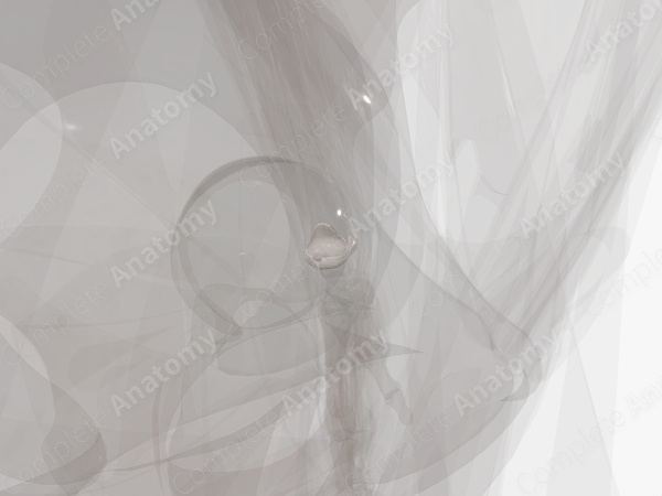Distal Radioulnar Joint (Left)