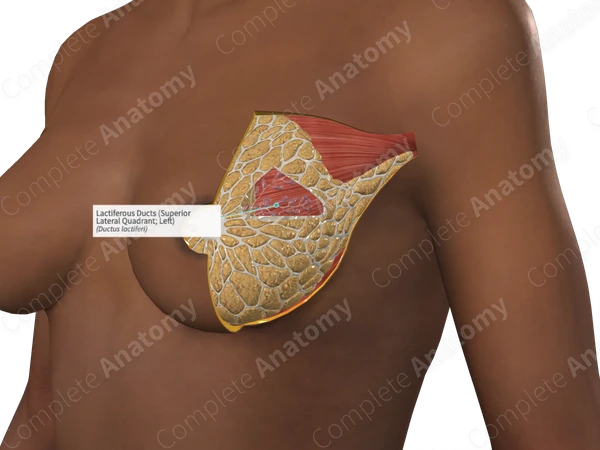 Lactiferous Ducts (Superior Lateral Quadrant; Left)