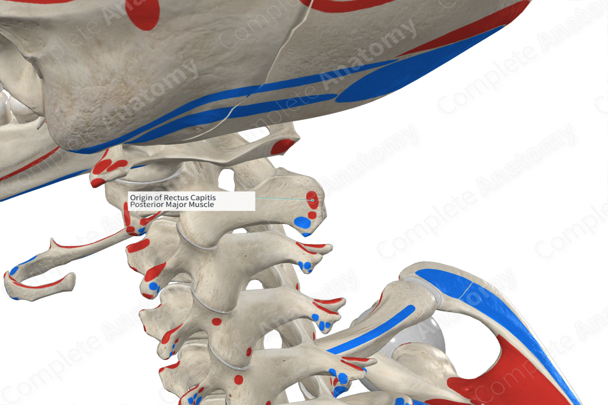 Origin Of Rectus Capitis Posterior Major Muscle Complete Anatomy