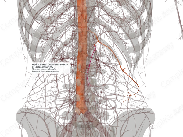 Medial Dorsal Cutaneous Branch of Subcostal Artery (Left)