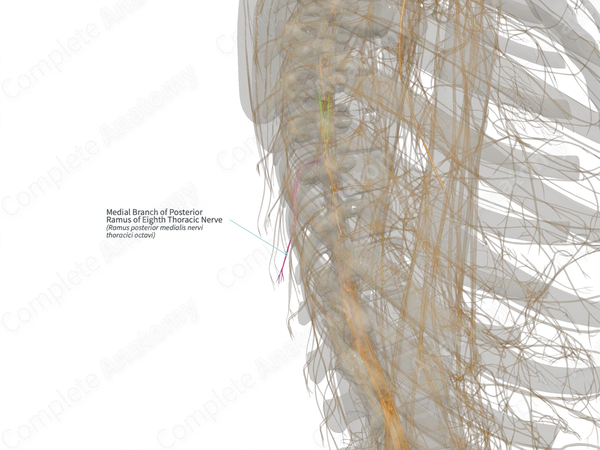 Medial Branch of Posterior Ramus of Eighth Thoracic Nerve (Right)