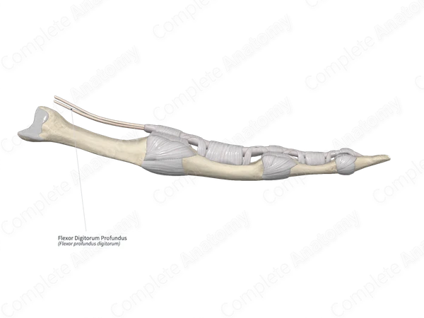 Flexor Digitorum Profundus