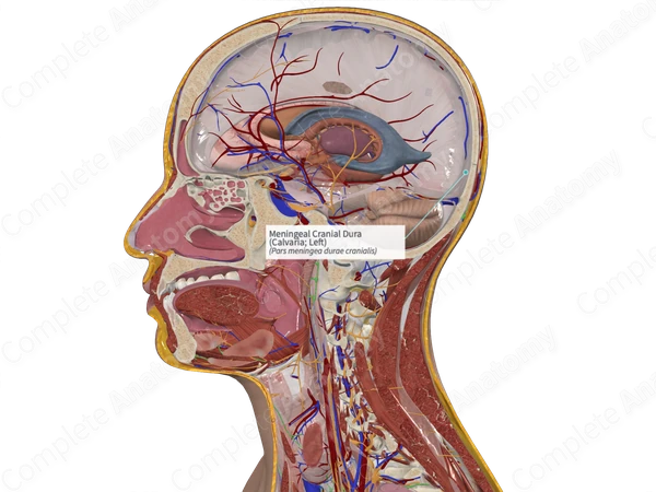 Meningeal Cranial Dura (Calvaria; Left)