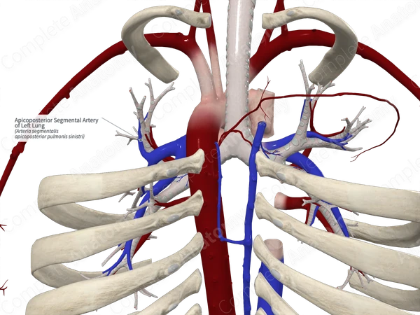Apicoposterior Segmental Artery of Left Lung