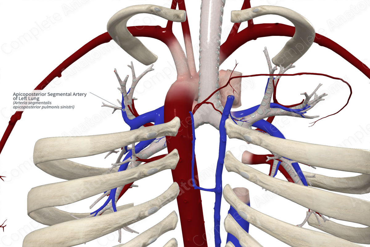 Apicoposterior Segmental Artery of Left Lung