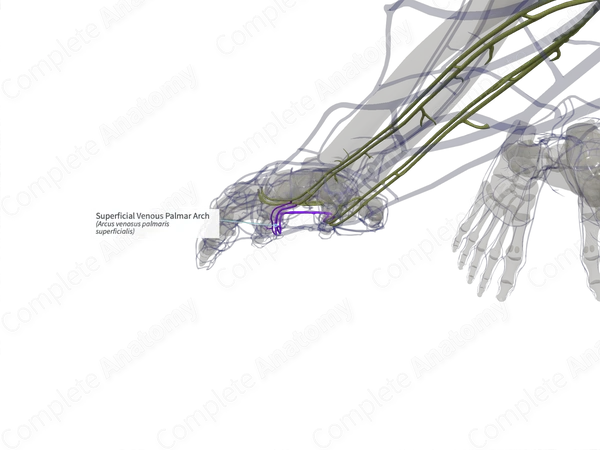 Superficial Venous Palmar Arch (Right)